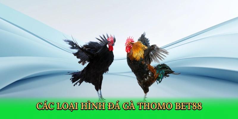 Hệ thống các loại hình chọi gà Thomo đa dạng