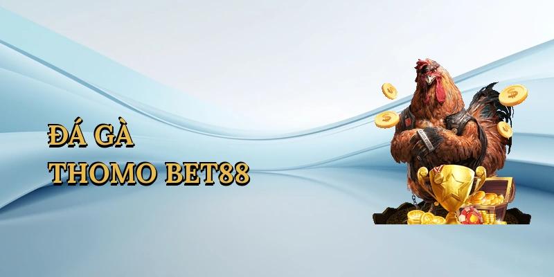 Đá Gà Thomo Bet88
