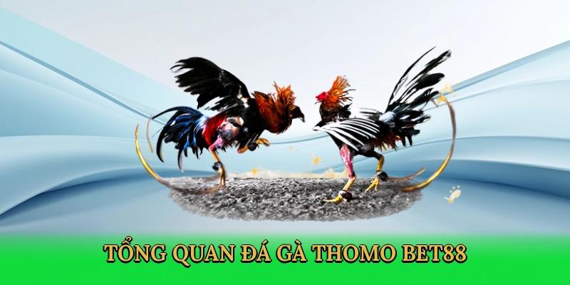 Giới thiệu về đá gà Thomo Bet88