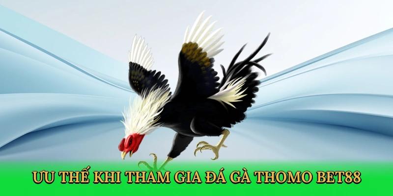 Trải nghiệm chọi gà Thomo đặc sắc tại Bet88